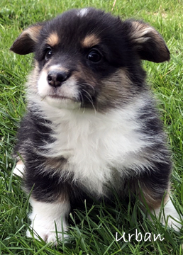 Noble Hearts Pembroke Welsh Corgi Breeder Puppies for sale